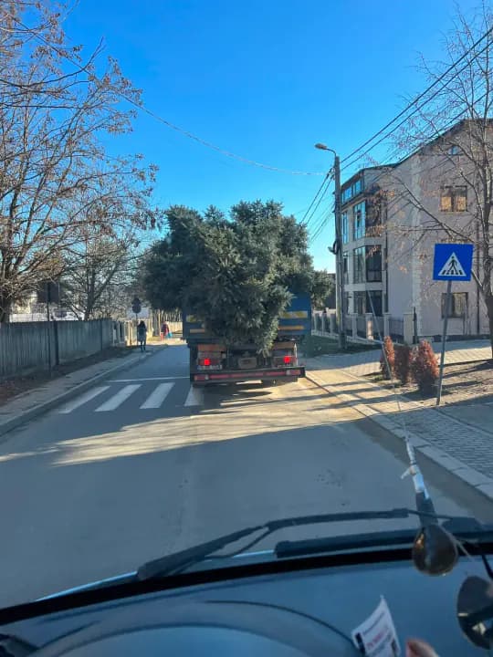 Transport arbor ornamental mare pentru plantare — livrare proiect Iași