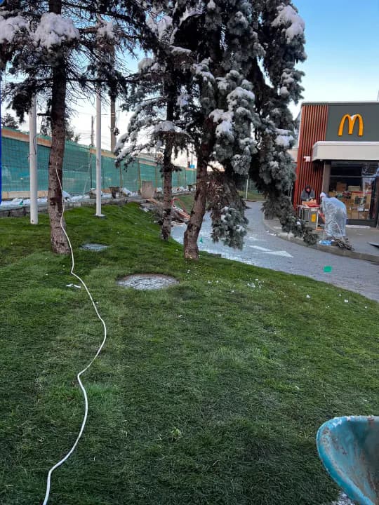 Lucrări peisagistice iarnă — întreținere gazon și arbori coniferi — Iași