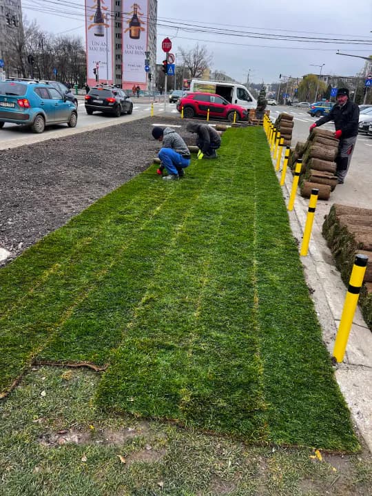 Montaj gazon rulou pe bandă verde urbană de către echipa Expert Grădini — Iași