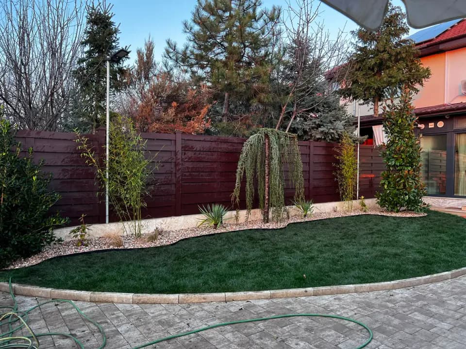 Grădină cu brad cedru plângător, magnolie și gazon verde — amenajare Iași