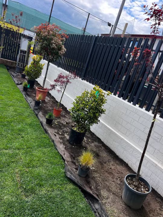 Selecție arbuști ornamentali în ghiveci pregătiți pentru plantare — Expert Grădini