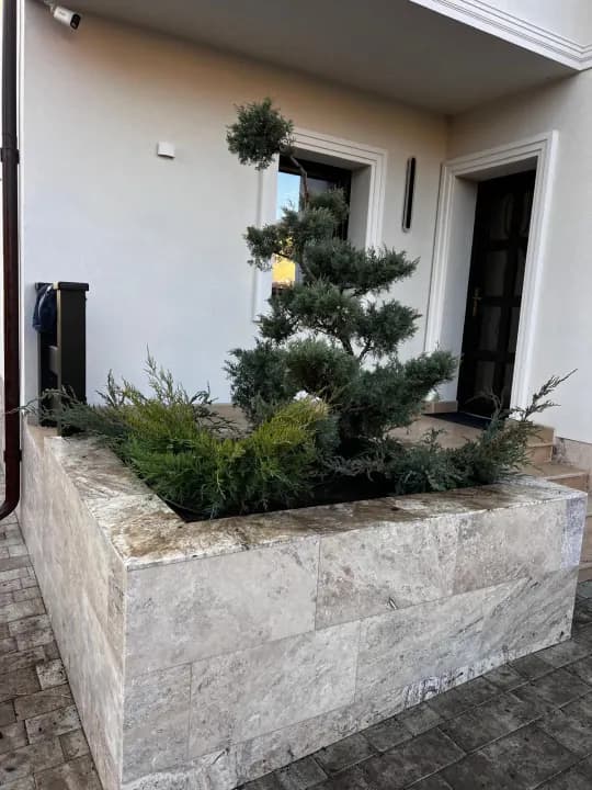 Arbore ienupăr tunșat pom-pom în jardiniere din piatră la intrare — Iași