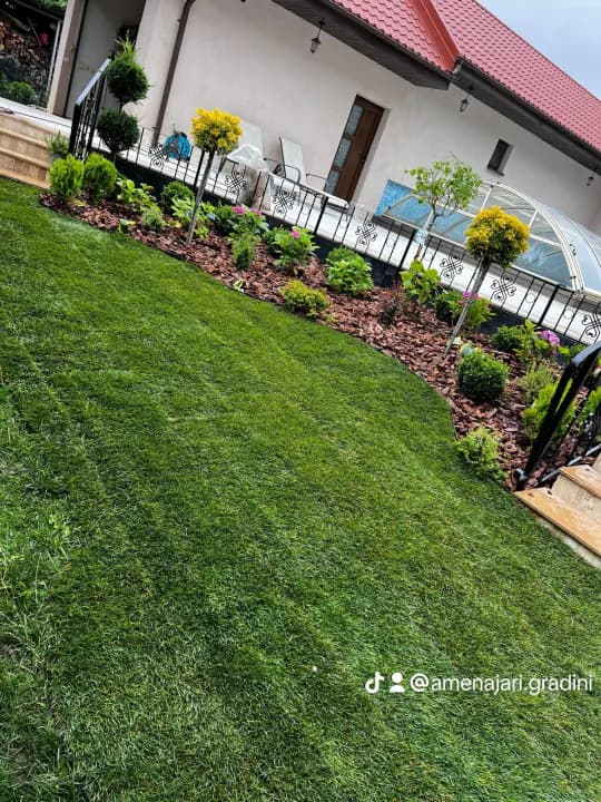 Grădină cu arbuști tunșați bilă, mulch și gazon verde — amenajare Iași