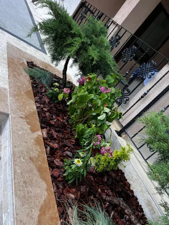Straturi decorative cu hortensie roz și conifere pe terasă — Iași